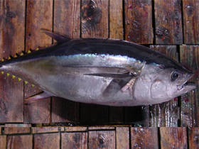 Смотреть фото Большеглазый тунец Фото Большеглазый тунец