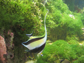 Фото Рогатый занкл