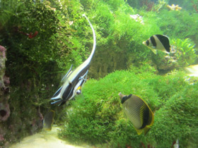 Фото Рогатый занкл