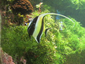 Фото Рогатый занкл