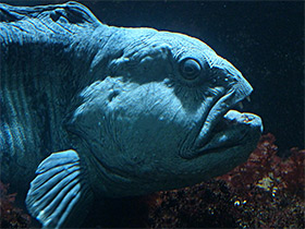 Фото Полосатая зубатка