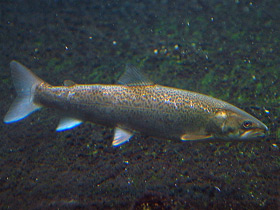 Фото Сахалинский таймень