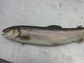 Смотреть фото Арктический голец Фото Арктический голец