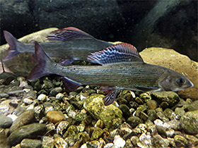 Фото Европейский хариус