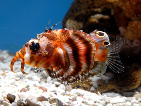 Пятнистая крылатка Пятнистая крылатка