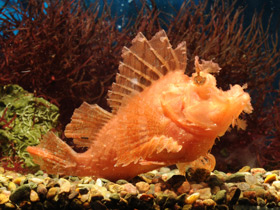 Рыба-скорпион Эйшмера Рыба-скорпион Эйшмера