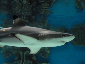 Фото Самые опасные акулы