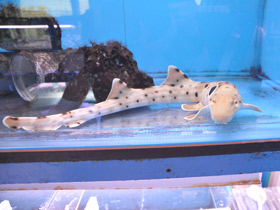 Фото Глазчатая кошачья акула