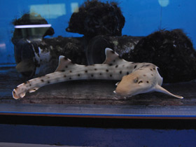 Фото Глазчатая кошачья акула