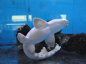 Фото Глазчатая кошачья акула