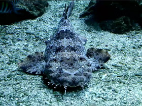 Пятнистый воббегонг Пятнистый воббегонг