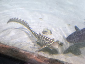 Фото Зебровая акула