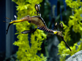 Морской дракон обыкновенный Морской дракон обыкновенный