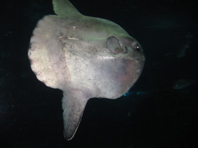 Смотреть фото Обыкновенная луна-рыба Фото Обыкновенная луна-рыба