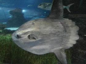 Смотреть фото Обыкновенная луна-рыба Фото Обыкновенная луна-рыба