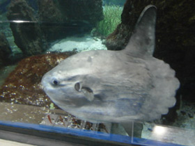 Смотреть фото Обыкновенная луна-рыба Фото Обыкновенная луна-рыба