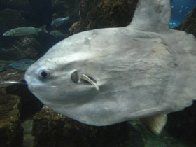 Смотреть фото Обыкновенная луна-рыба Фото Обыкновенная луна-рыба