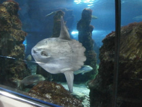 Смотреть фото Обыкновенная луна-рыба Фото Обыкновенная луна-рыба