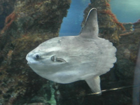 Смотреть фото Обыкновенная луна-рыба Фото Обыкновенная луна-рыба