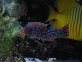 Смотреть фото Остроносый иглобрюх Фото Остроносый иглобрюх