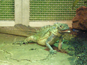 Фото Филиппинская парусная агама