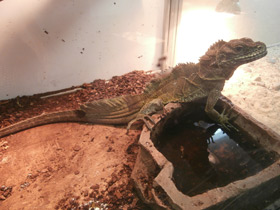 Фото Парусная ящерица