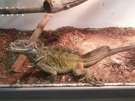 Фото Парусная ящерица