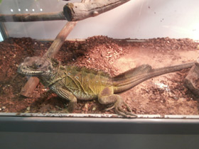 Фото Парусная ящерица