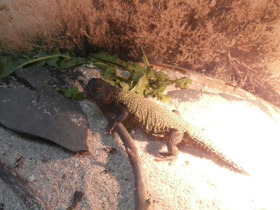 Смотреть фото Египетский шипохвост Фото Египетский шипохвост