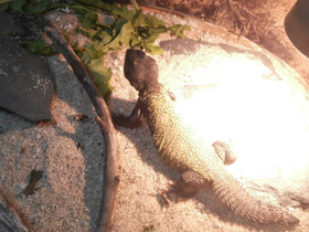 Смотреть фото Египетский шипохвост Фото Египетский шипохвост