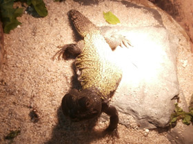 Смотреть фото Египетский шипохвост Фото Египетский шипохвост