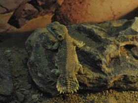 Фото Ксенагама Тейлора