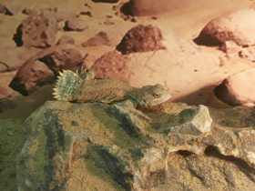 Фото Ксенагама Тейлора