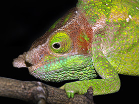 Фото Хамелеон О'Шонесси