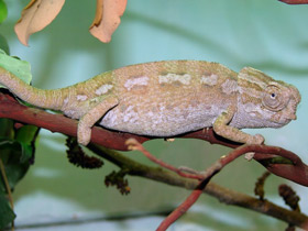 Смотреть фото Формы и краски в мире животных Фото Формы и краски в мире животных