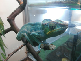 Смотреть фото Пантеровый хамелеон Фото Пантеровый хамелеон