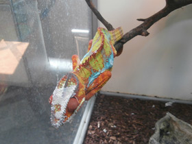 Смотреть фото Пантеровый хамелеон Фото Пантеровый хамелеон