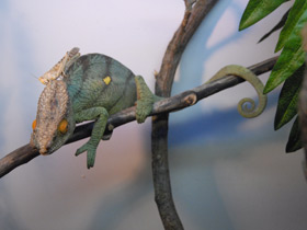 Фото Хамелеон Парсона