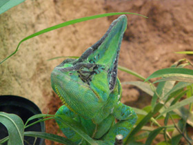 Фото Йеменский хамелеон