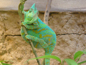 Фото Йеменский хамелеон