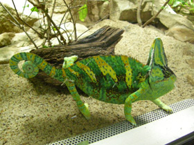 Фото Йеменский хамелеон