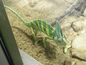 Фото Йеменский хамелеон