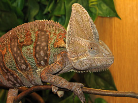 Фото Йеменский хамелеон