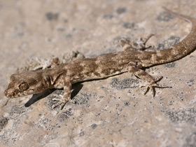 Фото Пискливый геккончик