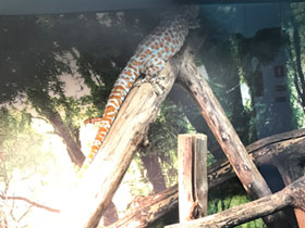 Фото Геккон токи