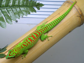 Смотреть фото Дневной мадагаскарский геккон Фото Дневной мадагаскарский геккон