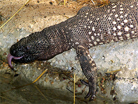 Смотреть фото Мексиканский ядозуб Фото Мексиканский ядозуб
