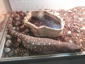 Смотреть фото Мексиканский ядозуб Фото Мексиканский ядозуб