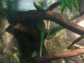 Смотреть фото Анолис-рыцарь Фото Анолис-рыцарь