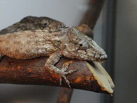 Смотреть фото Бородатый хамелеолис Фото Бородатый хамелеолис